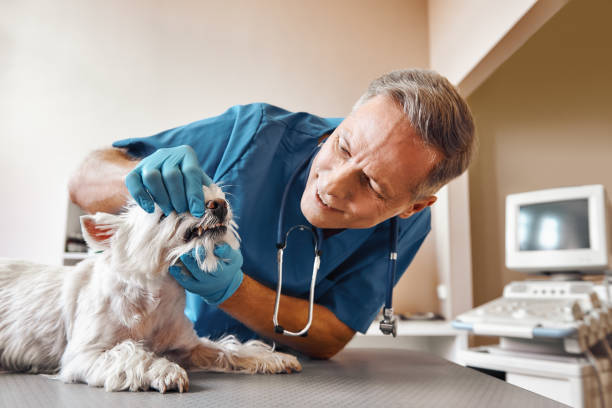 Best Walk-In Emergency Dental Services in Fort Hall, ID